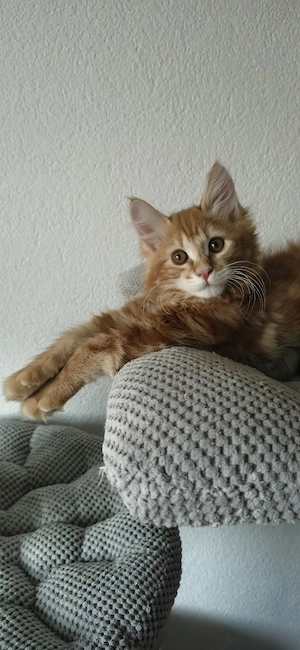 Kurilian Bobtail Kitten Katzenbaby mit Stammbaum 