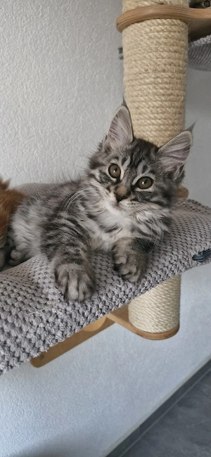Kurilian Bobtail Kitten Katzenbaby mit Stammbaum 