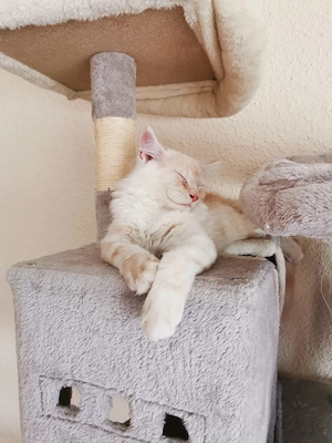 Loki reinrassiges Maincoone Katerchen sucht zuhause