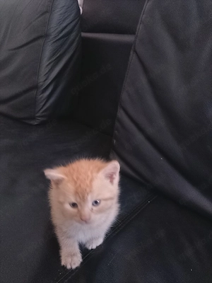 Britisch Kurzhaar Mix Kitten 