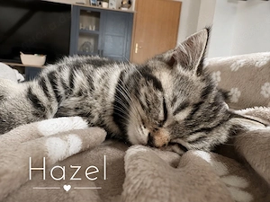 Zwei bezaubernde BKH-Mädchen suchen sofort ihr Zuhause