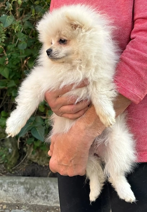 Hübsche Pomeranian Zwergspitz Welpen Bild 2