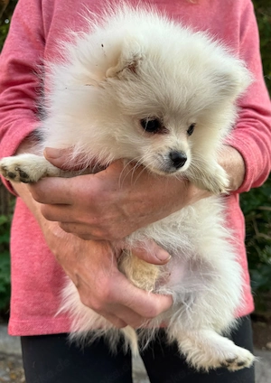 Hübsche Pomeranian Zwergspitz Welpen Bild 5