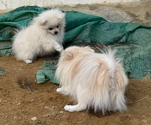 Hübsche Pomeranian Zwergspitz Welpen Bild 7