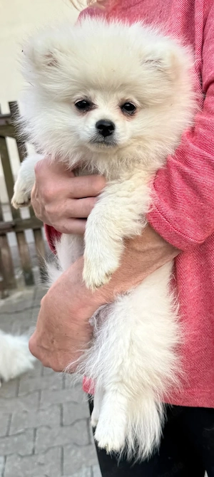 Hübsche Pomeranian Zwergspitz Welpen Bild 4