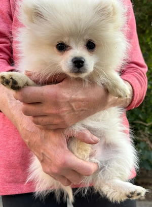 Hübsche Pomeranian Zwergspitz Welpen