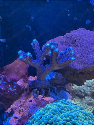 SPS - Montipora Stylophora 'Milka'