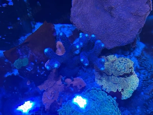SPS - Montipora Stylophora 'Milka' Bild 2