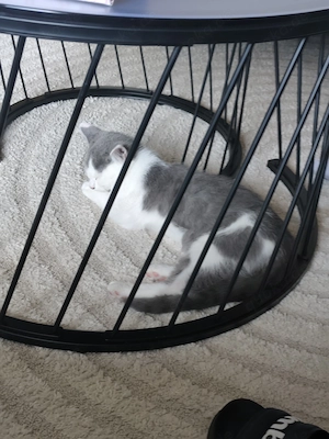 Kitten Kater 15 Wochen alt Britische Kurzhaar mix 