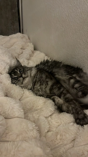Maine Coon Katze abzugeben