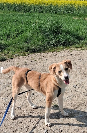 Ingo, 1 Jahr, 45 cm, hundeverträglich, sensibel 