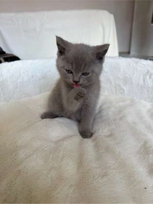 Britische Kurzhaar Katzen 
