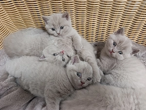 BKH Katzen Babys 