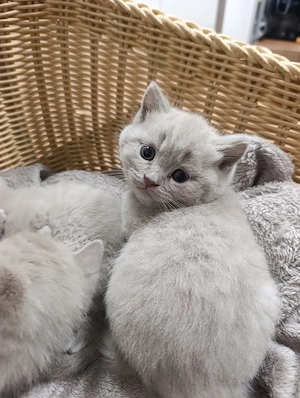 BKH Katzen Babys  Bild 9