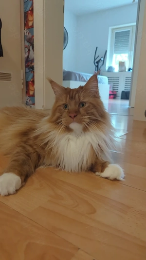 Main Coon Jung XL bitte lesen