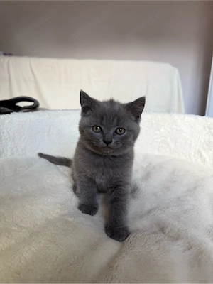 Britische Kurzhaar Katzen 