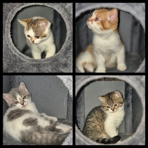 4 süße BKH Kitten