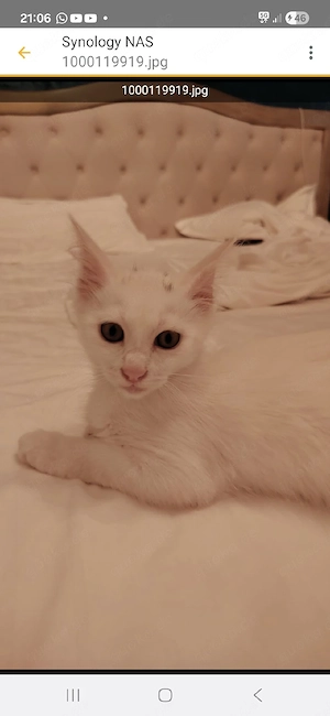 Aurelia sucht ihr liebevolles Für-immer-Zuhause!