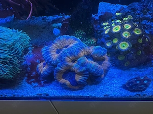 Lobophyllia sp.