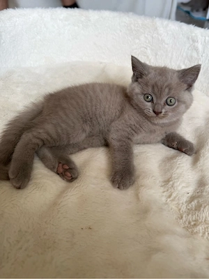 Britische kurzhaar Katze 