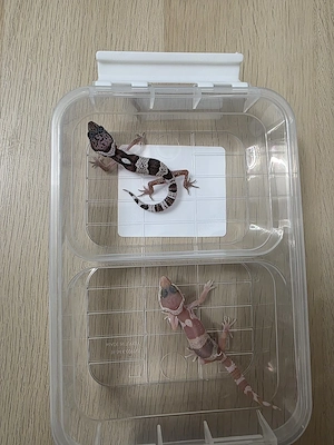 Leopardgecko Mack Snow abzugeben