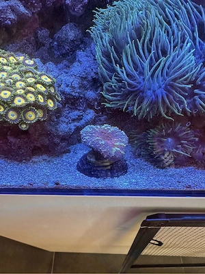 Lobophyllia Green Rim