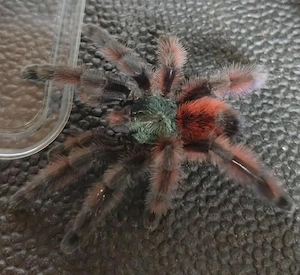 Caribena versicolor ( Ex. AVICULARIA) 2.0 