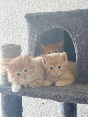 Wunderschöne Main Coon Angora Mix Kitten bald bereit für ihr Zuhause!   