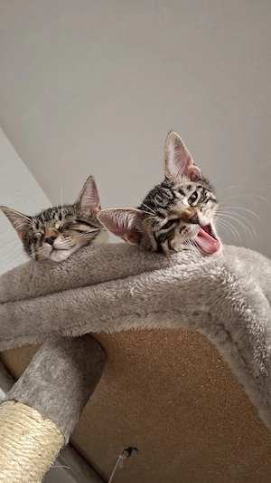 Zwei süße getigerte Katzenmädchen suchen gemeinsam ein liebevolles Zuhause     