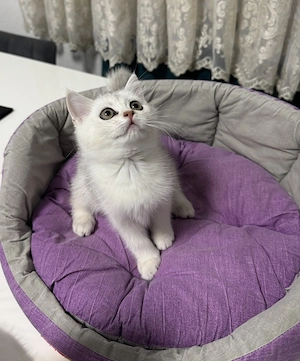 British Kurzhaar   liebevolle Katzen suchen ein neues Zuhause