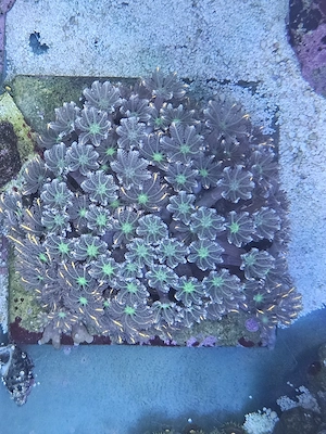 Koralle Clavularia Viridis Tricolor