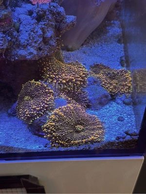 Scheibenanemone Ricorde Florida