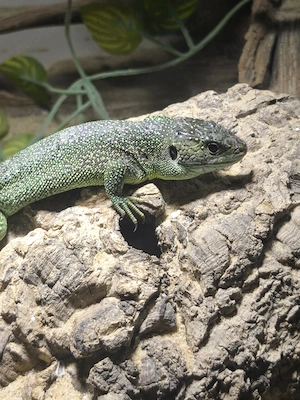 Smaragdeidechsen Lacerta Viridis *SONDERANGEBOT*