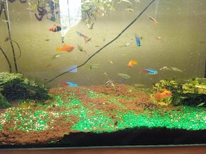 apuarium mit allem