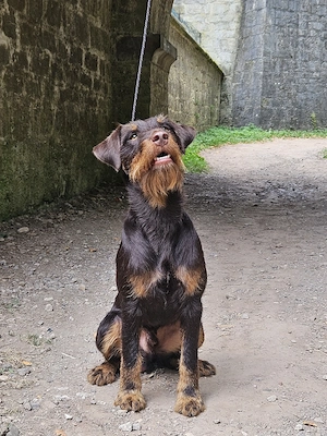DJT Deckrüde Braun Deutscher Jagdterrier