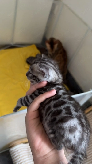 ab dem 23.10.26 abgabebereit reinrassige bengalkitten 