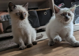 Einfach traumhafte Siam Birma kitten Bild 3