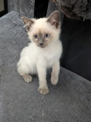 Einfach traumhafte Siam Birma kitten Bild 2