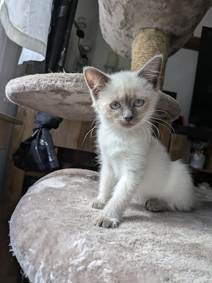 Einfach traumhafte Siam Birma kitten Bild 5