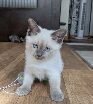 Einfach traumhafte Siam Birma kitten Bild 8