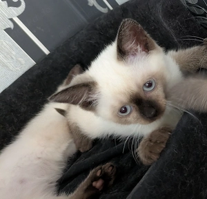 Einfach traumhafte Siam Birma kitten Bild 7
