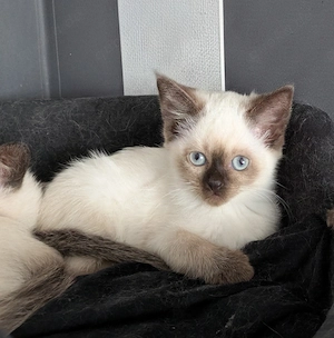 Einfach traumhafte Siam Birma kitten Bild 9