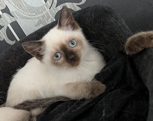 Einfach traumhafte Siam Birma kitten Bild 10