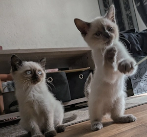 Einfach traumhafte Siam Birma kitten Bild 4