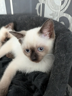 Einfach traumhafte Siam Birma kitten Bild 6