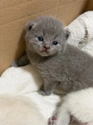 bkh kitten 