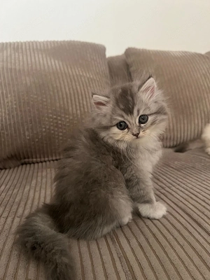 Sibirische Perser Mix Kitten