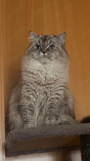 Sibirische Perser Mix Kitten