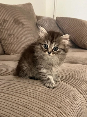 Sibirische Perser Mix Kitten