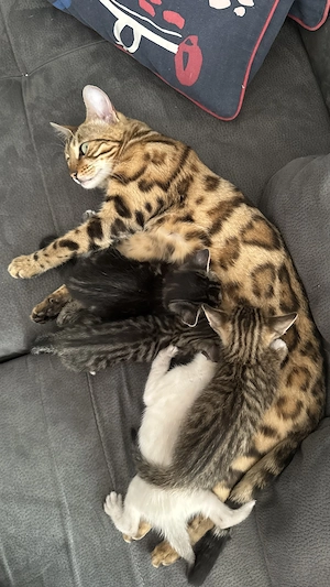 Wunderschöne Bengal-Mix-Kitten Bild 5